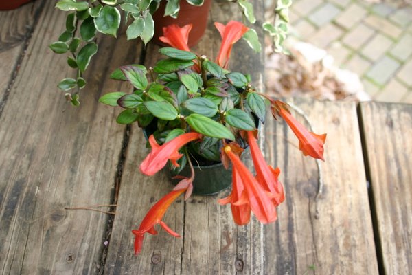 http://www.cloudjungle.com/cloudjungle/gesneriaceae/Columnea/Columnea noid.jpg